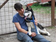 ZORRO, Hund, Siberian Husky in Ungarn - Bild 17
