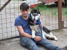 ZORRO, Hund, Siberian Husky in Ungarn - Bild 18