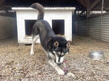 ZORRO, Hund, Siberian Husky in Ungarn - Bild 19