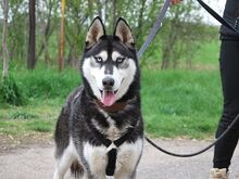 ZORRO, Hund, Siberian Husky in Ungarn - Bild 2
