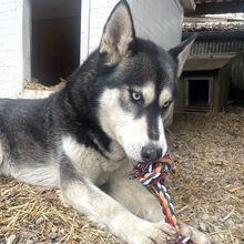 ZORRO, Hund, Siberian Husky in Ungarn - Bild 21