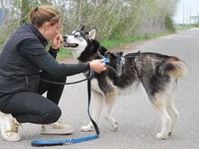 ZORRO, Hund, Siberian Husky in Ungarn - Bild 22