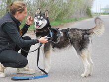 ZORRO, Hund, Siberian Husky in Ungarn - Bild 23