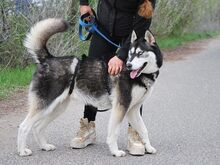 ZORRO, Hund, Siberian Husky in Ungarn - Bild 24
