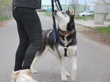 ZORRO, Hund, Siberian Husky in Ungarn - Bild 25
