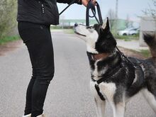 ZORRO, Hund, Siberian Husky in Ungarn - Bild 26