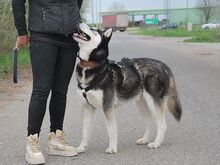 ZORRO, Hund, Siberian Husky in Ungarn - Bild 27