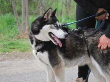 ZORRO, Hund, Siberian Husky in Ungarn - Bild 28