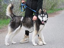 ZORRO, Hund, Siberian Husky in Ungarn - Bild 3