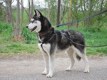 ZORRO, Hund, Siberian Husky in Ungarn - Bild 30