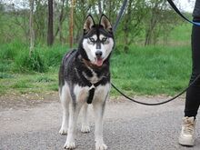 ZORRO, Hund, Siberian Husky in Ungarn - Bild 31