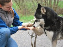 ZORRO, Hund, Siberian Husky in Ungarn - Bild 6