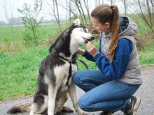 ZORRO, Hund, Siberian Husky in Ungarn - Bild 7