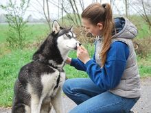 ZORRO, Hund, Siberian Husky in Ungarn - Bild 8