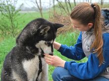 ZORRO, Hund, Siberian Husky in Ungarn - Bild 9