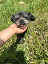 ANTON, Hund, Mischlingshund in Rumänien - Bild 1