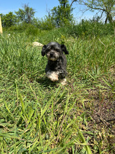 ANTON, Hund, Mischlingshund in Rumänien - Bild 2