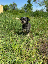ANTON, Hund, Mischlingshund in Rumänien - Bild 3