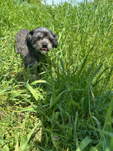 ANTON, Hund, Mischlingshund in Rumänien - Bild 5