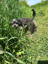 ANTON, Hund, Mischlingshund in Rumänien - Bild 6