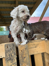 ANTON, Hund, Mischlingshund in Rumänien - Bild 8