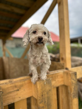 EMIL, Hund, Mischlingshund in Rumänien - Bild 2