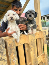 EMIL, Hund, Mischlingshund in Rumänien - Bild 4