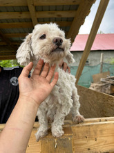 EMIL, Hund, Mischlingshund in Rumänien - Bild 5