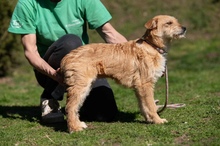 SZAVA, Hund, Mischlingshund in Mudersbach - Bild 6