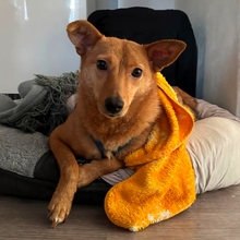 KADEE, Hund, Mischlingshund in Bad Freienwalde - Bild 1