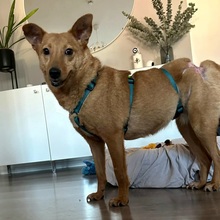 KADEE, Hund, Mischlingshund in Bad Freienwalde - Bild 3