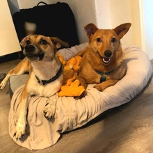 KADEE, Hund, Mischlingshund in Bad Freienwalde - Bild 4