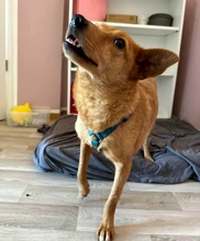 KADEE, Hund, Mischlingshund in Bad Freienwalde - Bild 5