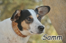 SAMM, Hund, Mischlingshund in Offenbach - Bild 1