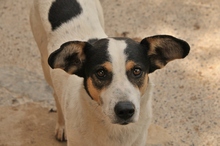SAMM, Hund, Mischlingshund in Offenbach - Bild 2