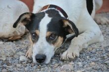 SAMM, Hund, Mischlingshund in Offenbach - Bild 3
