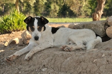 SAMM, Hund, Mischlingshund in Offenbach - Bild 4