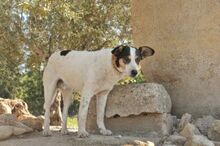SAMM, Hund, Mischlingshund in Offenbach - Bild 5
