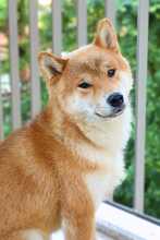ATLAS, Hund, Shiba Inu in Hamburg - Bild 1