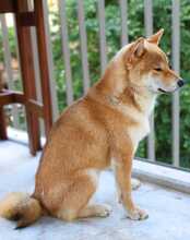 ATLAS, Hund, Shiba Inu in Hamburg - Bild 2