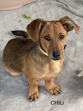 CHILI2, Hund, Dackel-Mix in Ungarn - Bild 1