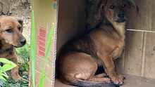 CHILI2, Hund, Dackel-Mix in Ungarn - Bild 2