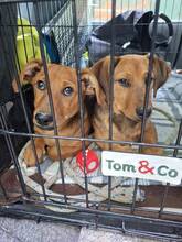 CHILI2, Hund, Dackel-Mix in Ungarn - Bild 3