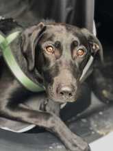 NILA, Hund, Mischlingshund in Berlin - Bild 1