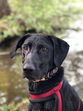 NILA, Hund, Mischlingshund in Berlin - Bild 2