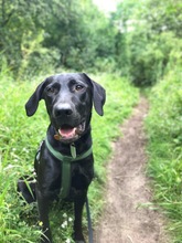 NILA, Hund, Mischlingshund in Berlin - Bild 3