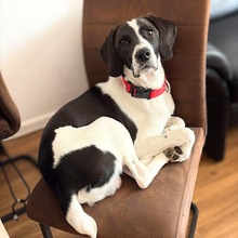 FELIPE, Hund, Mischlingshund in Remscheid - Bild 2