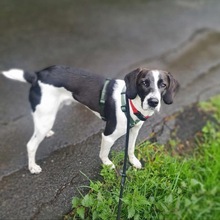 FELIPE, Hund, Mischlingshund in Remscheid - Bild 3