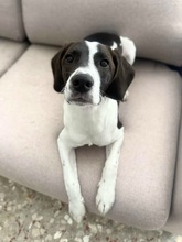 FELIPE, Hund, Mischlingshund in Remscheid - Bild 4