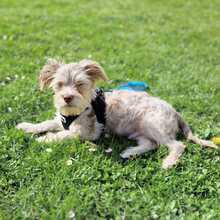 TEDDY, Hund, Mischlingshund in Marktleuthen - Bild 3